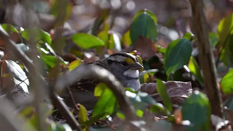 Las poblaciones de aves caen cada vez más rápido por el cambio climático y la agricultura