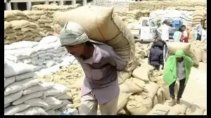 Punjab’s granaries brimming, no space to store freshly milled rice