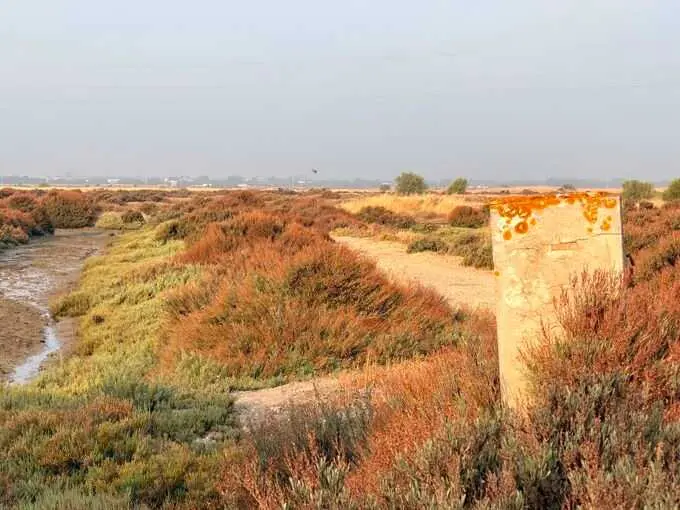 Costas informa favorablemente para recuperar la salina San Joaquín de Chiclana como sumidero de carbono azul