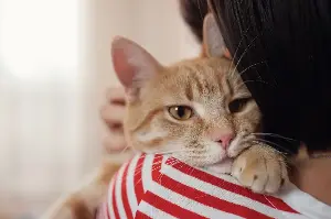 Common habit cat owners swear by may not work, study finds