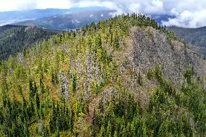Earth Talk: Miyawaki forests
