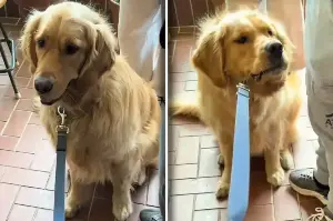 Dog is suddenly terrified for this odd reason: "A full panic attack because THIS walked into the café!"