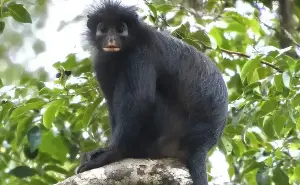 New monkey species with orange pout discovered hiding in forest