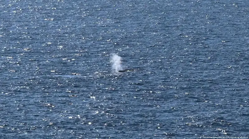 Timmy, la ballena jorobada, liberada en el mar del Norte