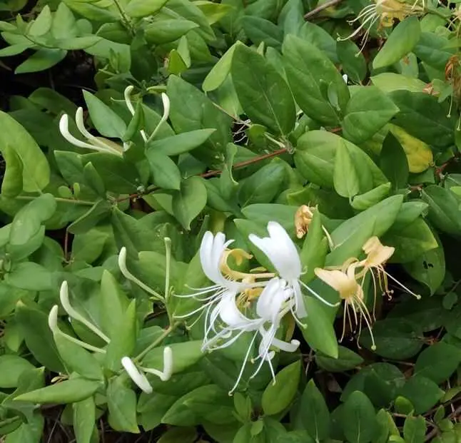 El Jardín Botánico de Málaga dedica el mes de julio a la madreselva