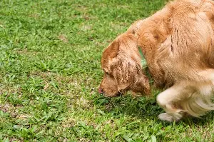Golden Retriever Stretches His Paw To Touch Fence, Then Owner Realizes Why