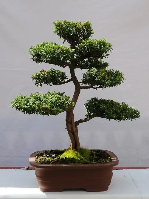 Top những cây lá kim tốt cho không gian sống đang được yêu thích nhất hiện nay- Ảnh 7. Top những cây lá kim tốt cho không gian sống đang được yêu thích nhất hiện nay- Ảnh 7.