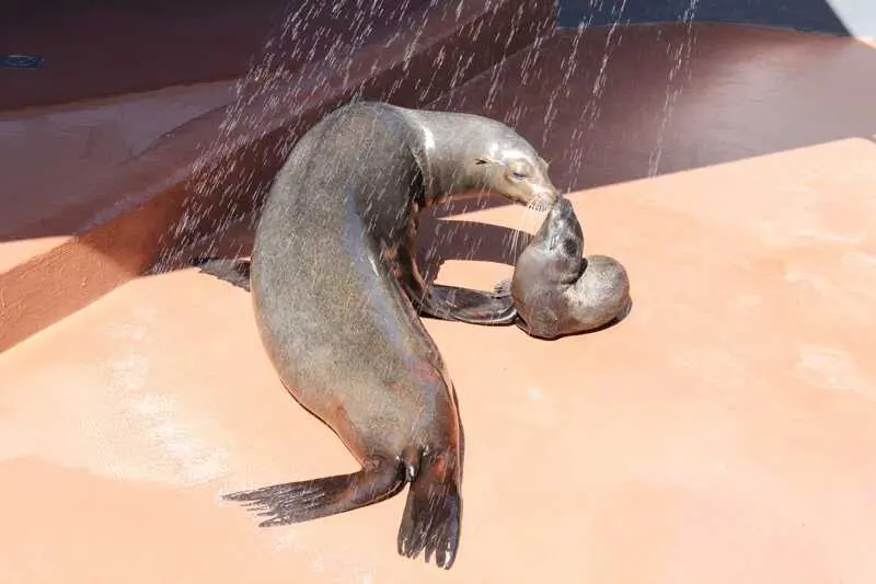 Fundación Franz Weber exige el fin de los espectáculos con delfines y leones marinos en Marineland Mallorca