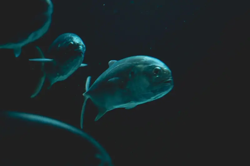 Representative photograph of fish swimming in dark water