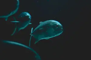 How does a fish live eight kilometres beneath the surface, under pressure equal to a thousand cars stacked on its back, in water so cold and so heavy that the proteins in its body should long since have stopped folding?
