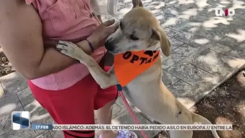Mayonesa perro atorado con bote en la cabeza