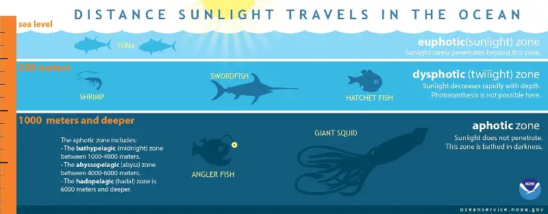The ocean's light zones affect marine life.