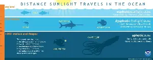 The ocean's light zones affect marine life.