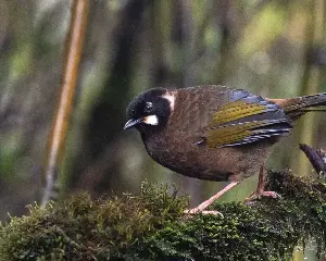 Vietnam has another national park in Lao Cai.