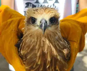 DENR retrieve 2 wildlife species in Zamboanga del Norte