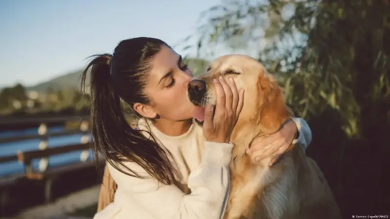Por qué los perros grandes envejecen más rápido que los chicos