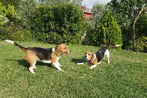 Beagle Owner Walks Past 90-Year-Old Neighbor, One Kind Offer Changes It All