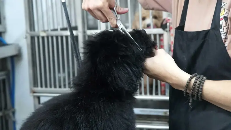 Ảnh: Hân Nghiên