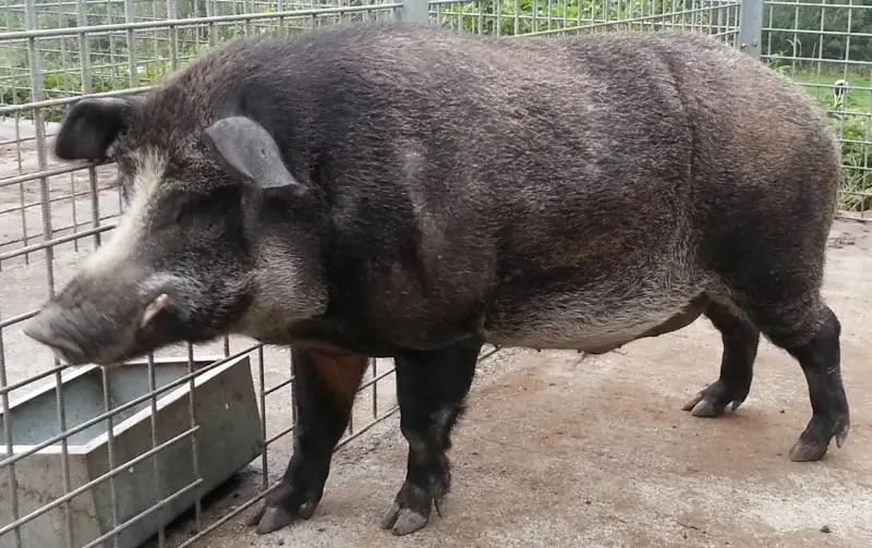 Studies found that domestic pigs left behind after the 2011 Fukushima evacuation interbred with wild boar. Researchers identified hybrids and traced domestic ancestry across generations, finding that nuclear DNA contributions varied by maternal lineage. 