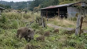 Hybridization of pigs and wild boar