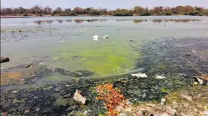 Pollution, poor tidal flow threaten Nerul wetlands: Activists