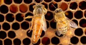 A queen honeybee can live for several years, while worker bees may live for only six weeks in summer — and biologists still cannot fully explain the difference, because queens and workers share the same basic genome and are separated mainly by what they were fed as larvae