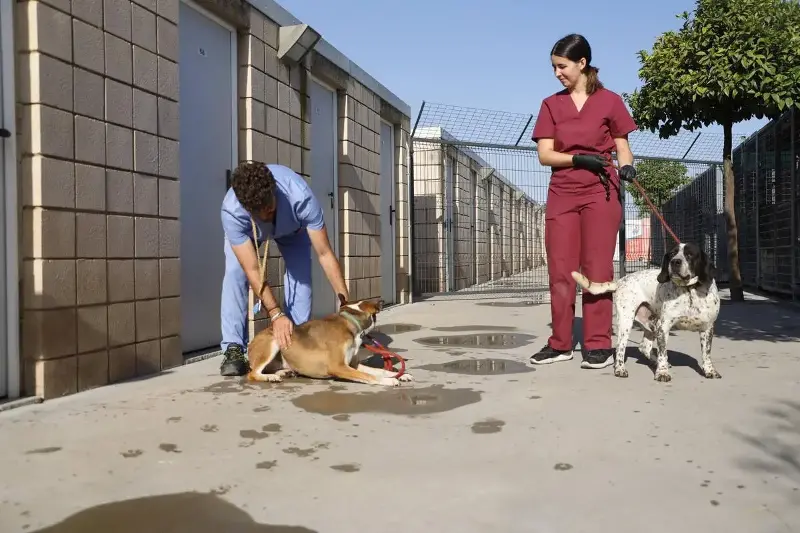 Las instalaciones de Salud y Bienestar Animal (SBA) de Sadeco acogen en estos momentos 350 animales, perros y gatos principalmente, y cuentan con una red de voluntarios que los visitan a diario.
