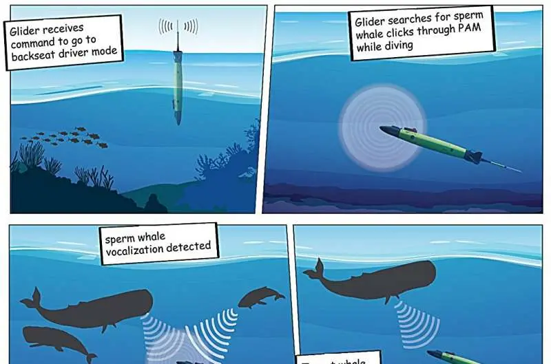 An autonomous underwater glider tracks sperm whales by listening to their clicks