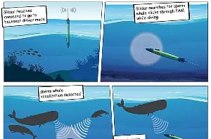A silent robot shadows sperm whales by listening to their clicks
