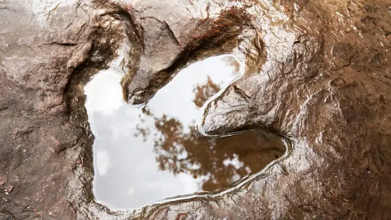 A fossilised footprint of a theropod dinosaur on the stream.