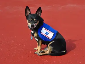 Advocates sound alarm on fake service dogs. ‘The laws are vaguely written’