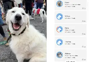 Rescue DNA Tests Great Pyrenees—Fury at Result That Made ‘Stomach Drop’