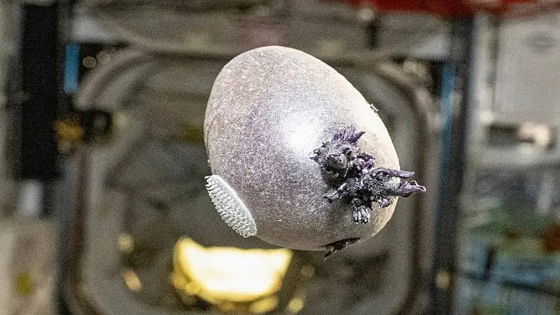 Creatura spaziale o semplice patata? Cosa mostra davvero l'ultima foto NASA di Don Pettit