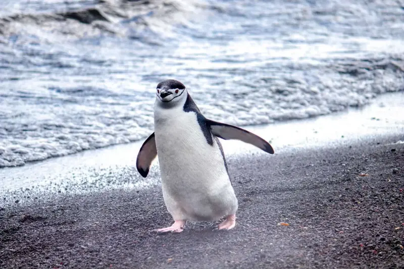 Adiós al trono de la Antártida: la mayor colonia de pingüinos del mundo se desploma