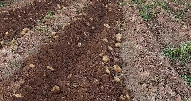 Una avalancha de patatas en Andalucía, por coincidencia de cosechas, genera dudas sobre su distribución en el sector