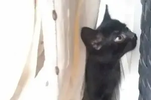 Cat vanishes after serious car accident – years later, her owner receives shocking news