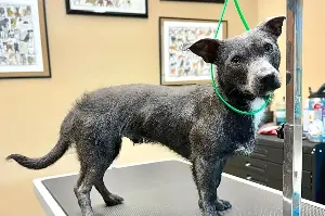Dog's strange appearance leads owner to seek DNA test – and she winds up even more confused!