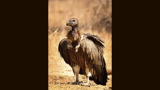 Without the vulture, our own sanitation levels and standards of living suffer. (Adobe Stock)