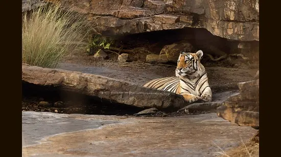 The Gyps vulture is listed as critically endangered; going by the numbers, the species is worse off than the tiger. (Adobe Stock)