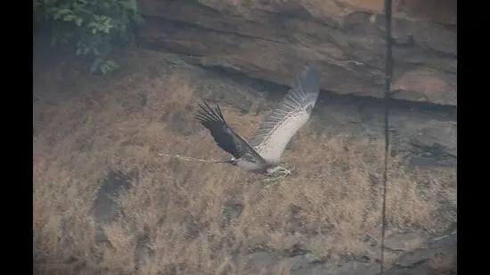 A vulture at Panna carries grass and twigs for a nest it is building on a cliff face. Even low concentrations of diclofenac can overwhelm the vulture’s body. Because they are social feeders and congregate to eat, a single tainted carcass can claim several birds. (Mridula Ramesh)