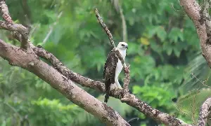 Nesting pair of Pinsker’s Hawk-Eagles found in Leyte