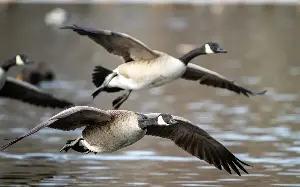 Canada Geese are a monstrous pest