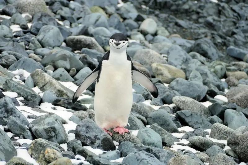 Zavodovski ya no es el gran refugio de los pingüinos: pierde el 63% de sus barbijos