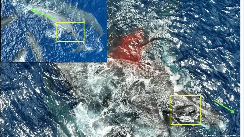 Científicos vieron nacer un cachalote. Lo que ocurrió después los sorprendió