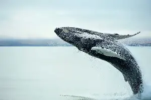 Humpback whales shatter records with epic swims between Australia and Brazil
