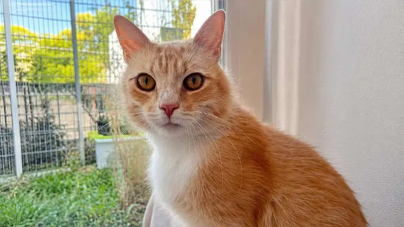 Anhänglicher Kater Louis sucht ein Zuhause in Wohnungshaltung – und meldet sich, wenn er Langeweile hat