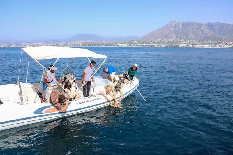 Marbella acoge la suelta al mar de dos tortugas bobas tras completar sus procesos de recuperación