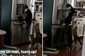 Woman Noticed Food in Fridge Kept Disappearing—So She Set Up Hidden Camera