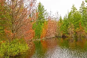 Minnesota may be the best place in the country for fall colors this year