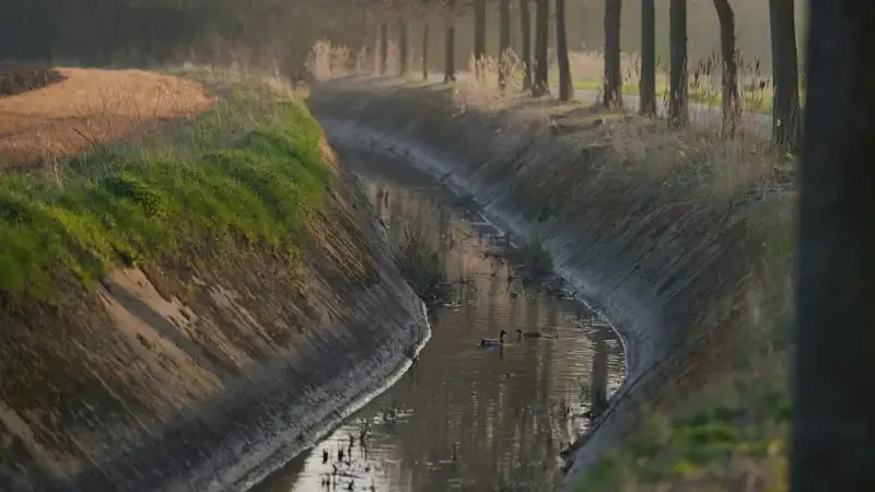 water-filled ditch beside a tree-lined road